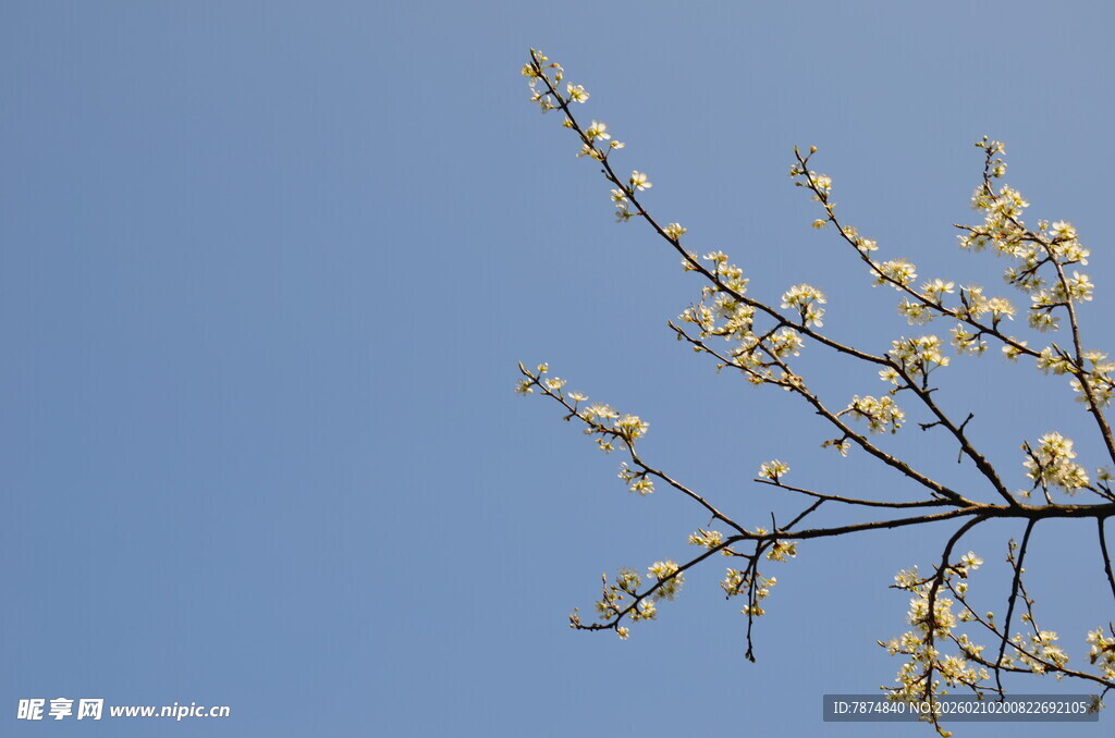 婺源蓝天映衬下的繁花树枝