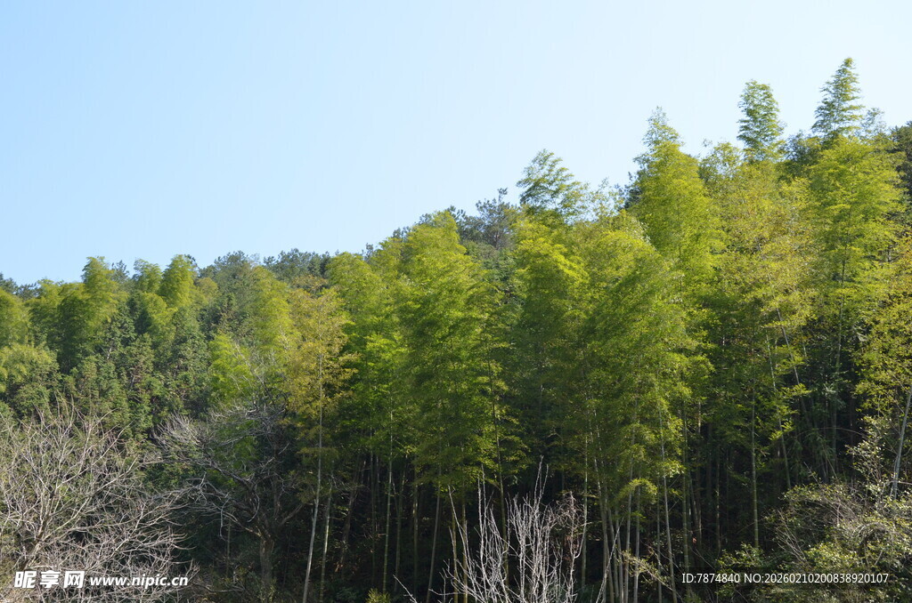 婺源翠绿山林 生机盎然的景致