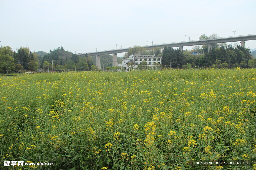 婺源金黄油菜田与远处桥梁