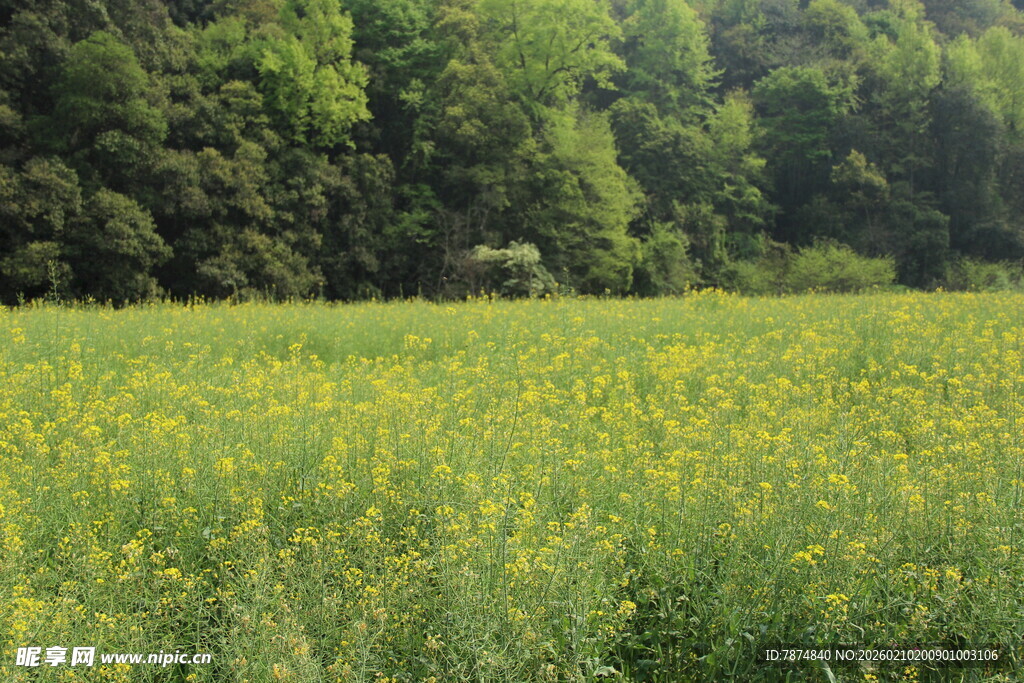 婺源金黄花海与葱郁山林