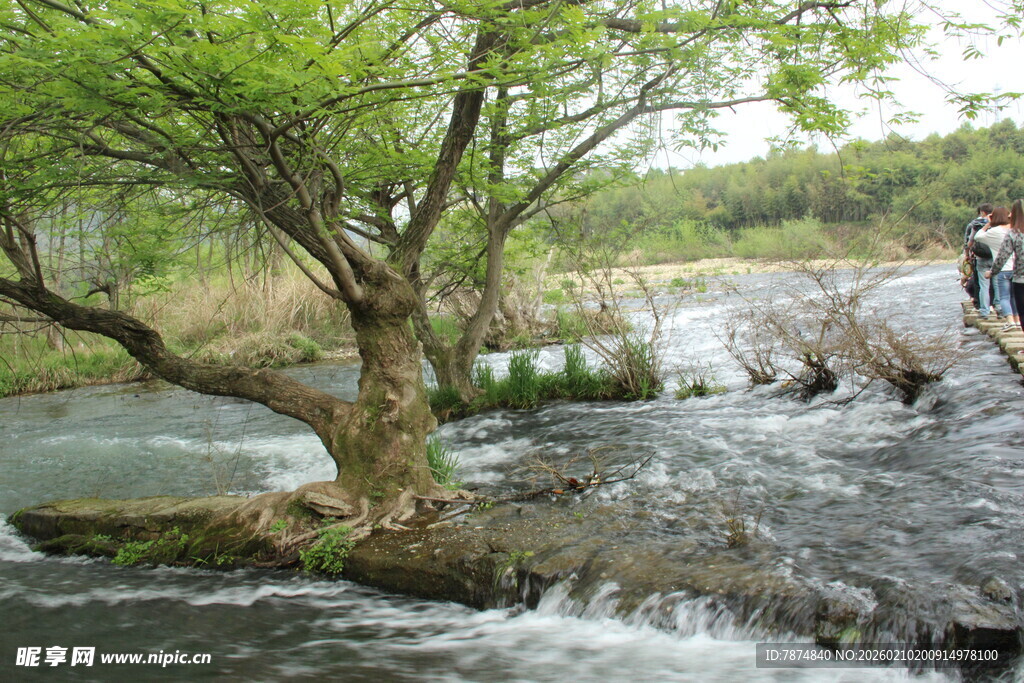 婺源溪边绿树旁的潺潺流水
