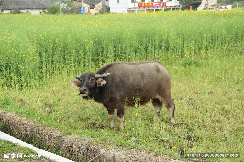 婺源田野中的水牛