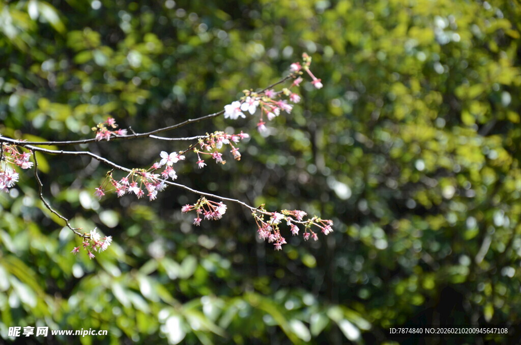 婺源枝头绽放的粉嫩花朵