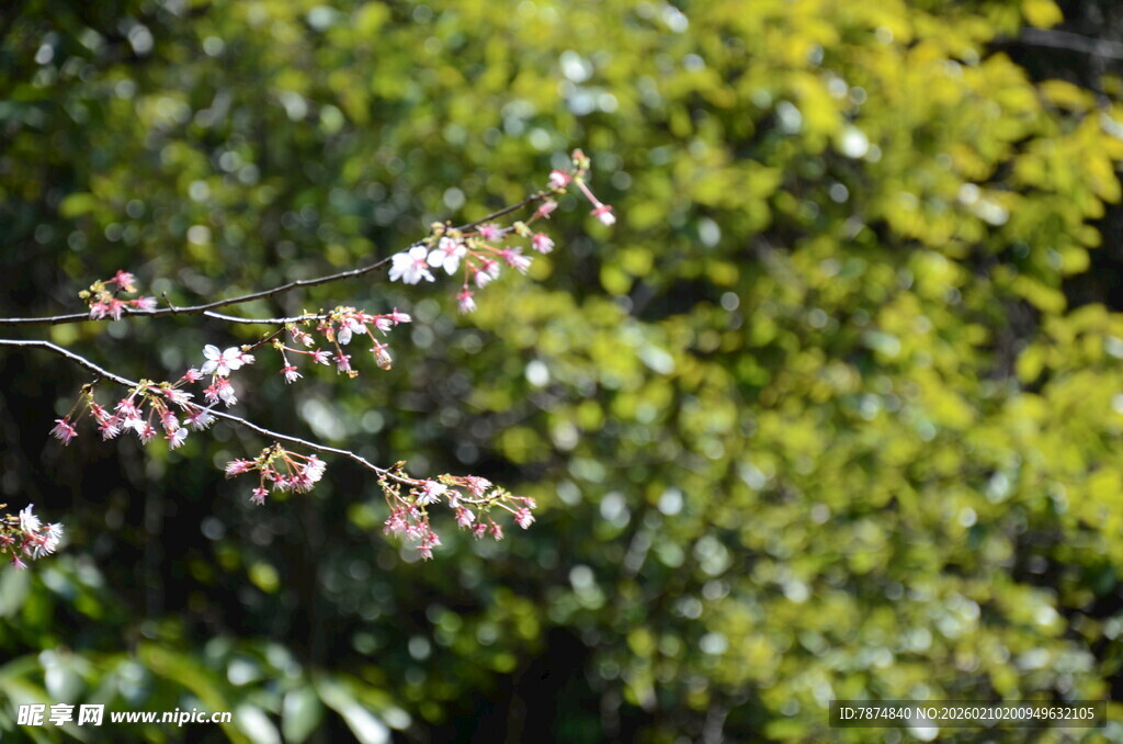 婺源枝头繁花 绿意盎然