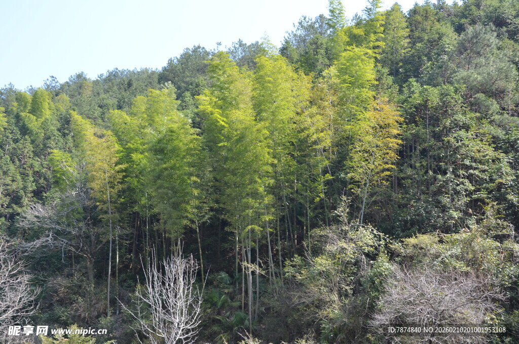 婺源翠绿山林景色