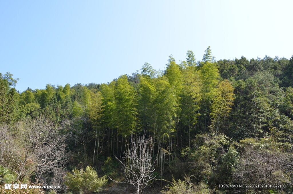 婺源山林绿意盎然的自然景致