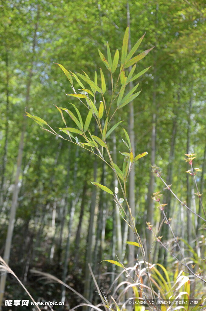 婺源翠绿竹林中的新生嫩竹