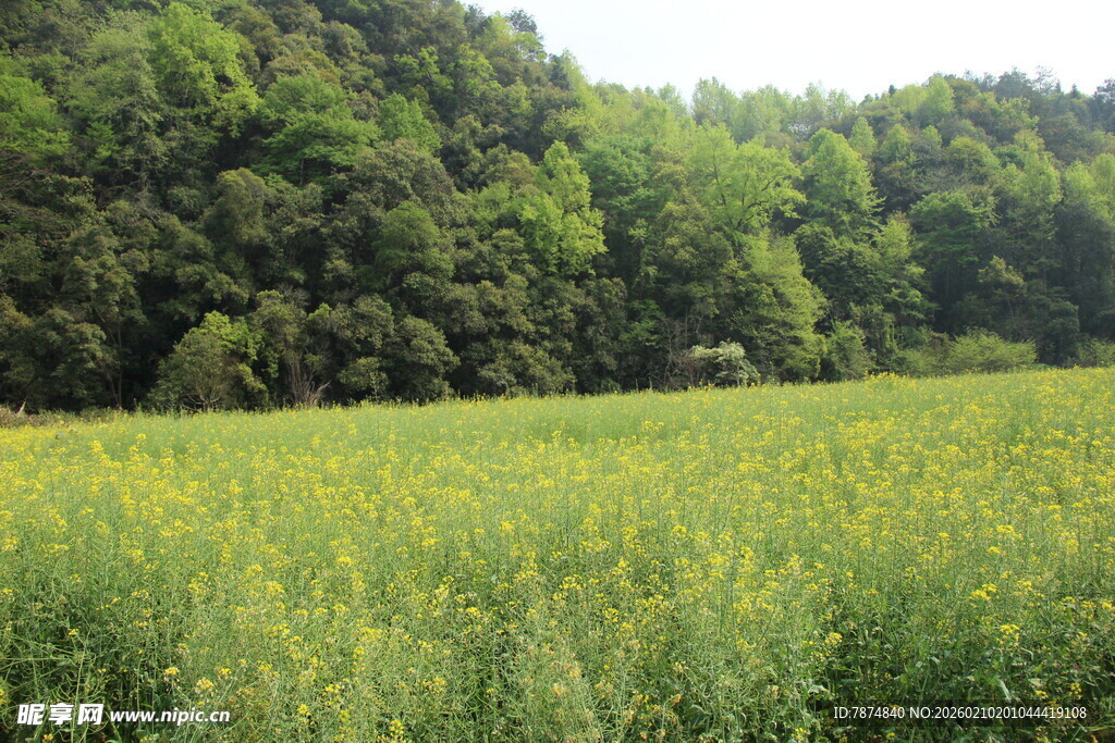 婺源春日绿野 繁花点缀的自然景