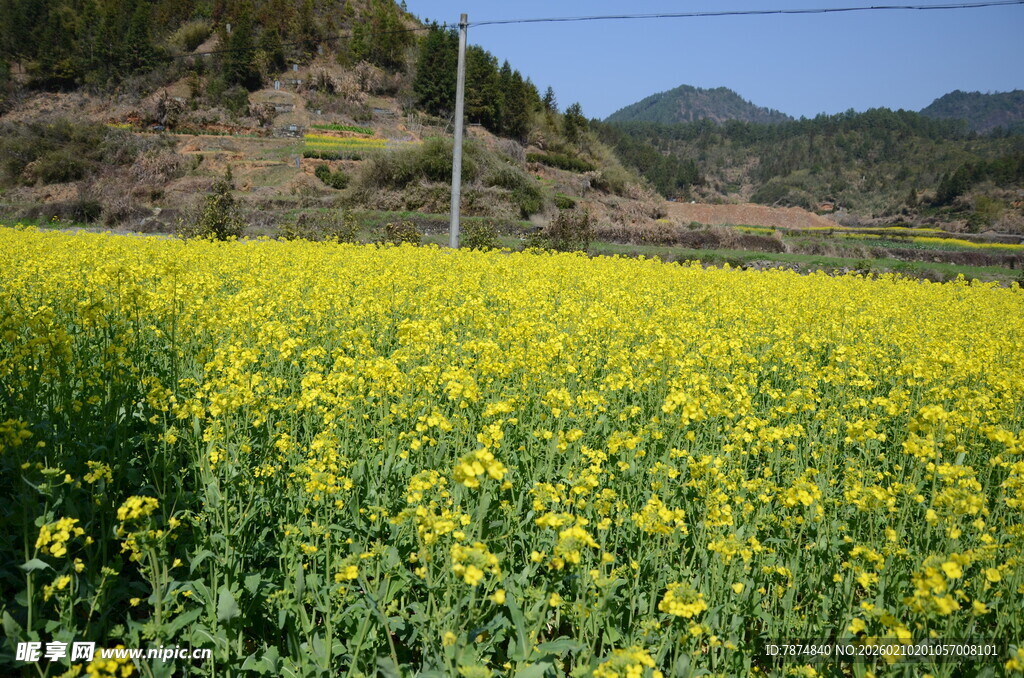 婺源金黄油菜田 山野好风光