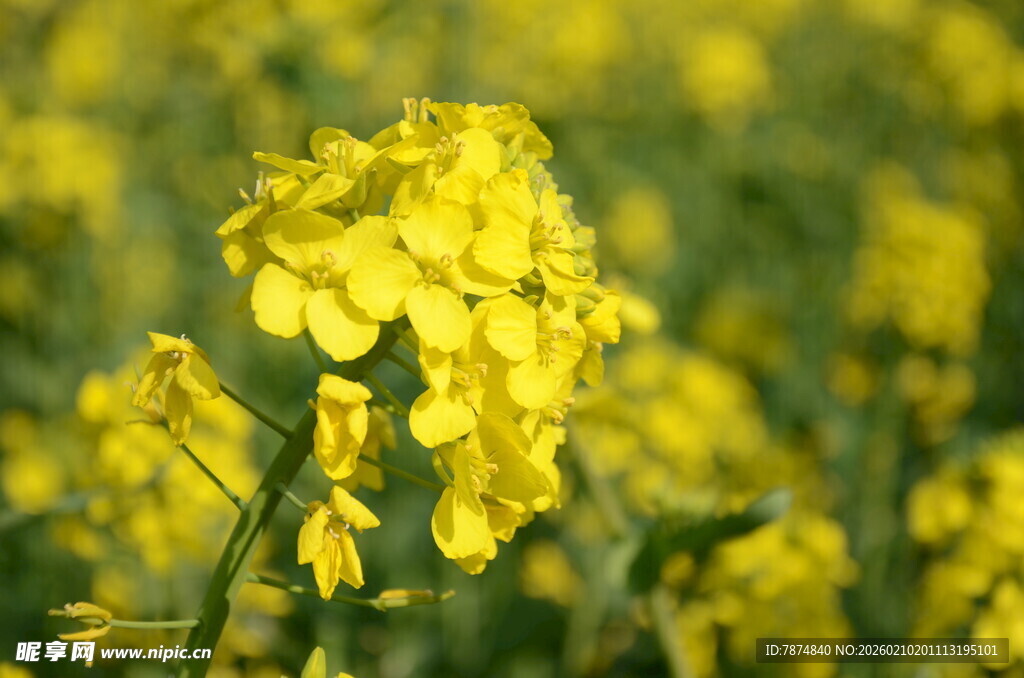 婺源春日油菜花绽放