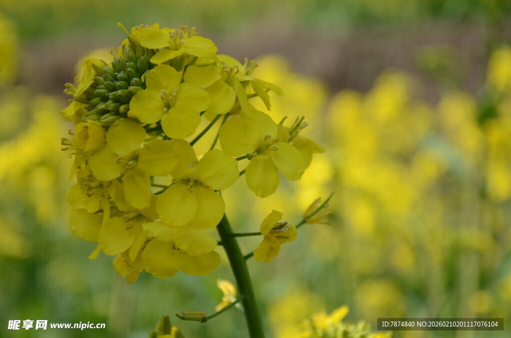 婺源绽放的黄色油菜花