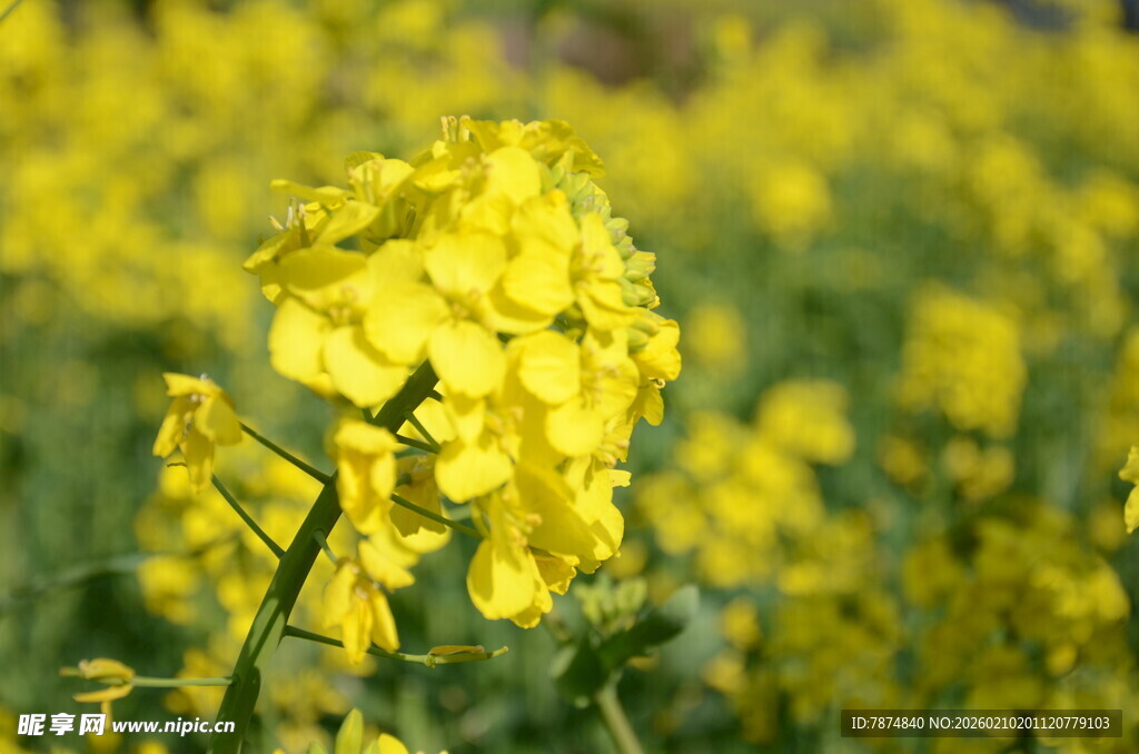 婺源金黄灿烂的油菜花田