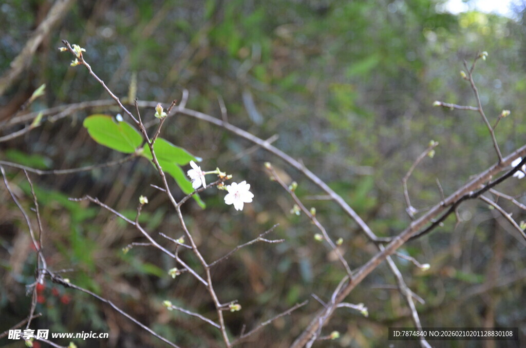 婺源枝头绿叶白花的自然景致