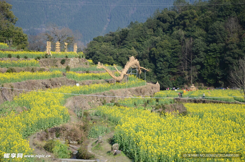 婺源春日田园油菜花美景