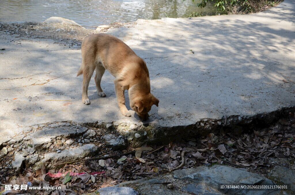 婺源流浪狗嗅闻地面垃圾