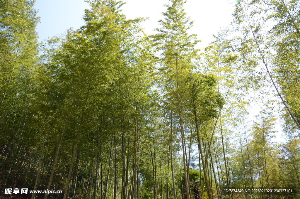 婺源翠绿竹林 阳光洒落之景