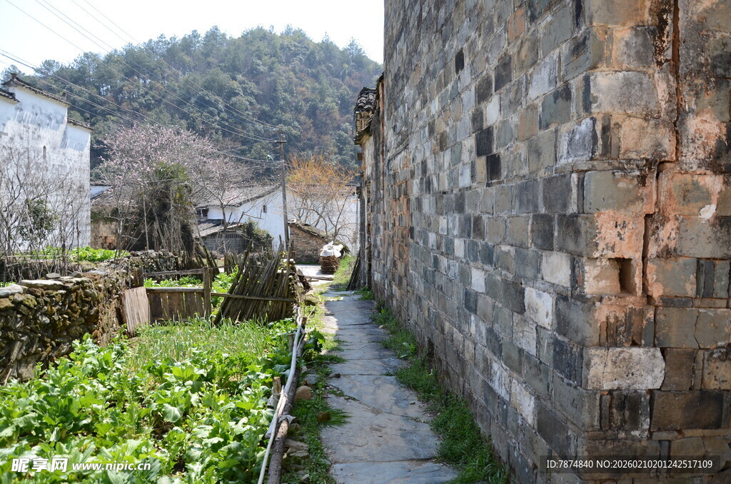 婺源古巷边的绿植与石墙