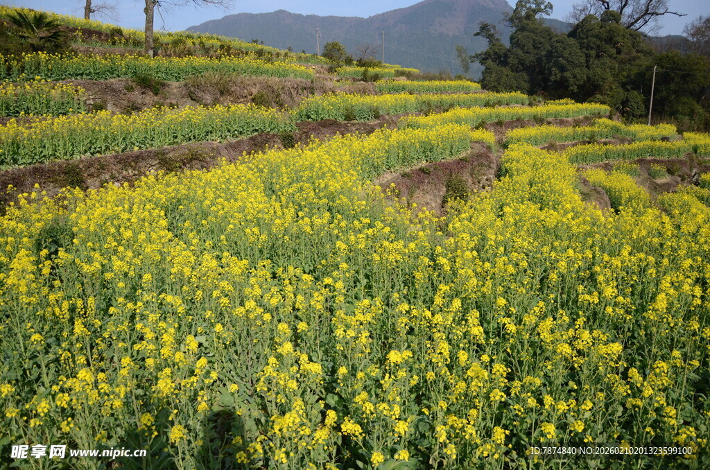 婺源金黄油菜田 田园好风光
