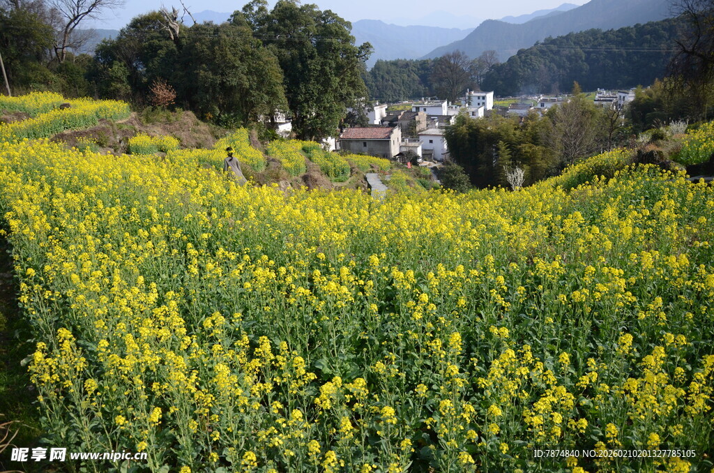 婺源春日油菜花田乡村美景