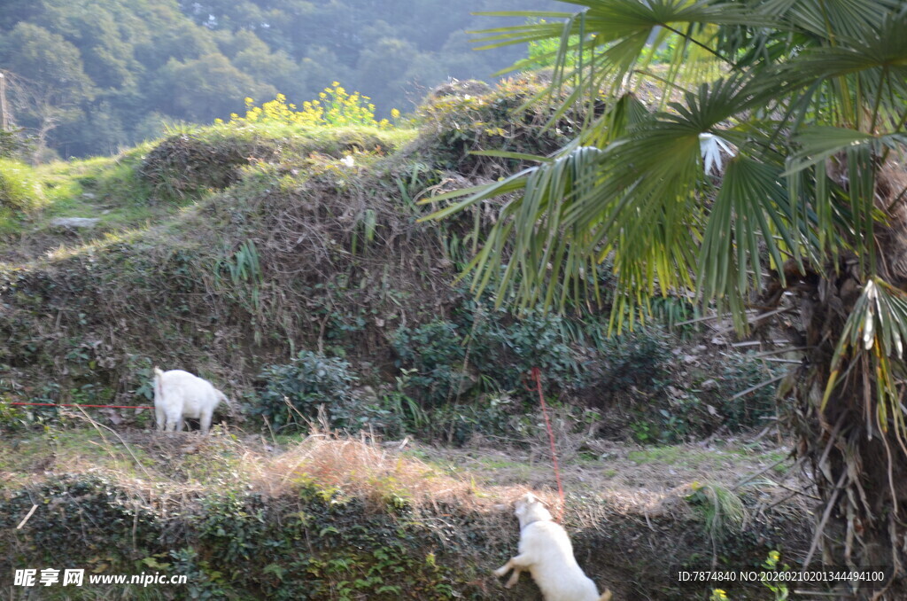 婺源山间白鹭栖息于绿植间