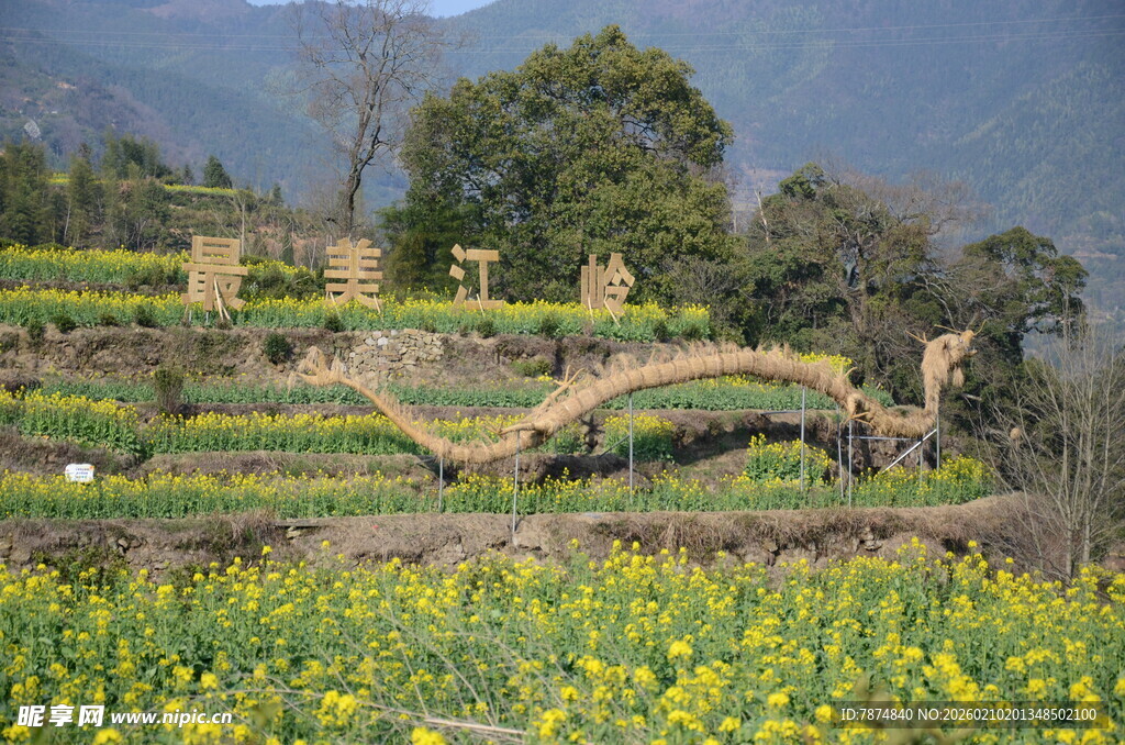 婺源田园春色中的梯田与花海