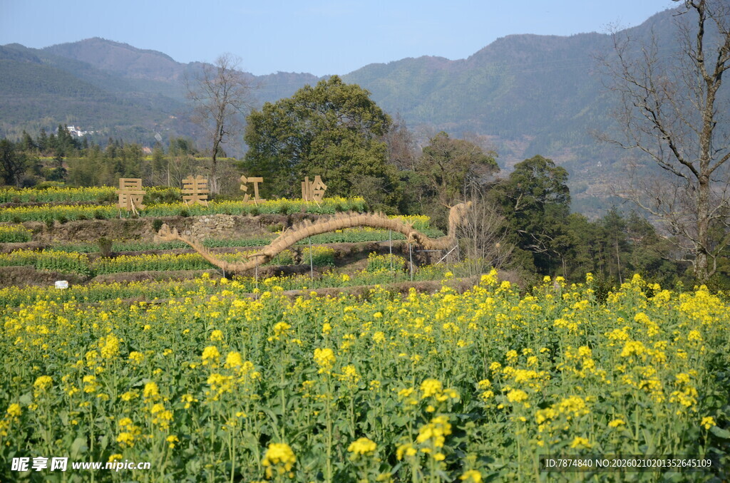 婺源春日山间油菜花海美景