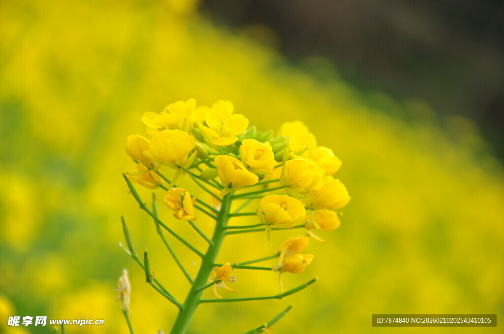 婺源一枝独秀的灿烂油菜花