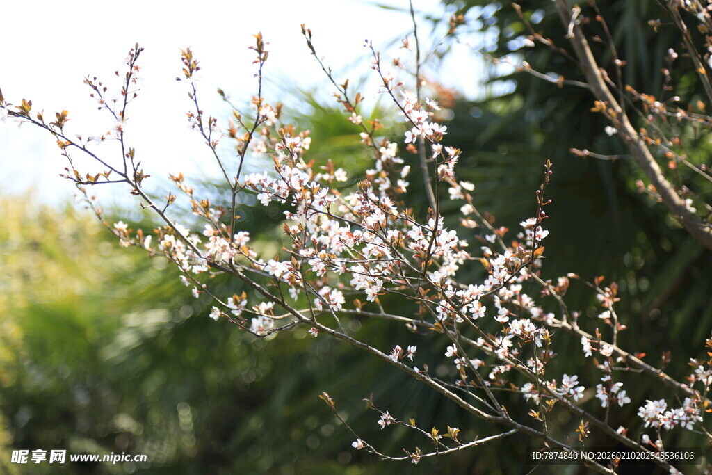 婺源枝头绽放的粉嫩花朵