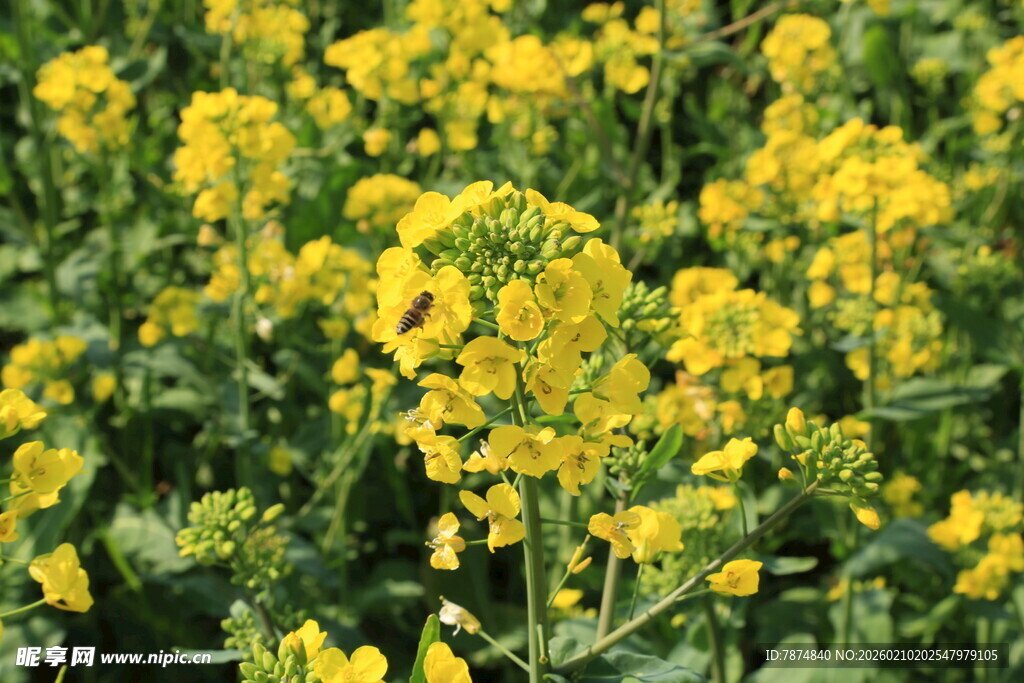 婺源金黄油菜花田绽放生机