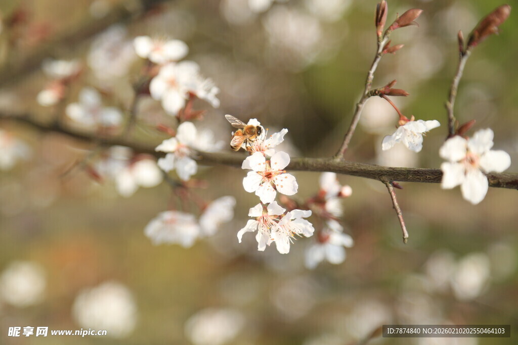 婺源枝头绽放的洁白小花