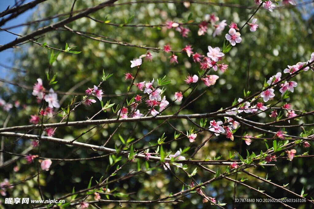 婺源枝头绽放的粉嫩花朵