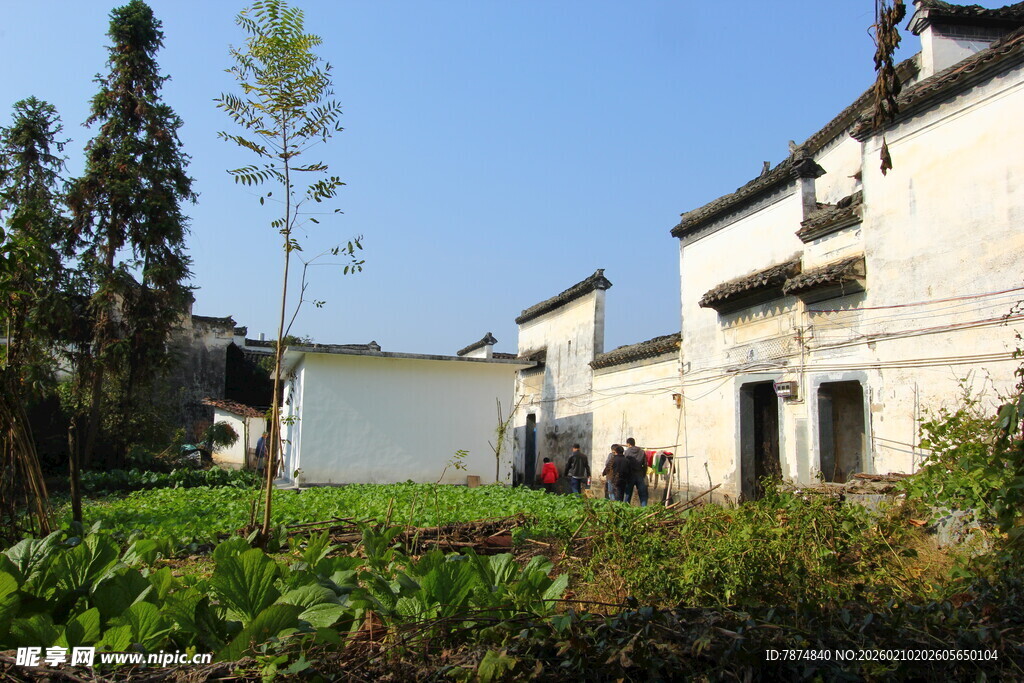 婺源乡村白墙房屋旁的田园风光