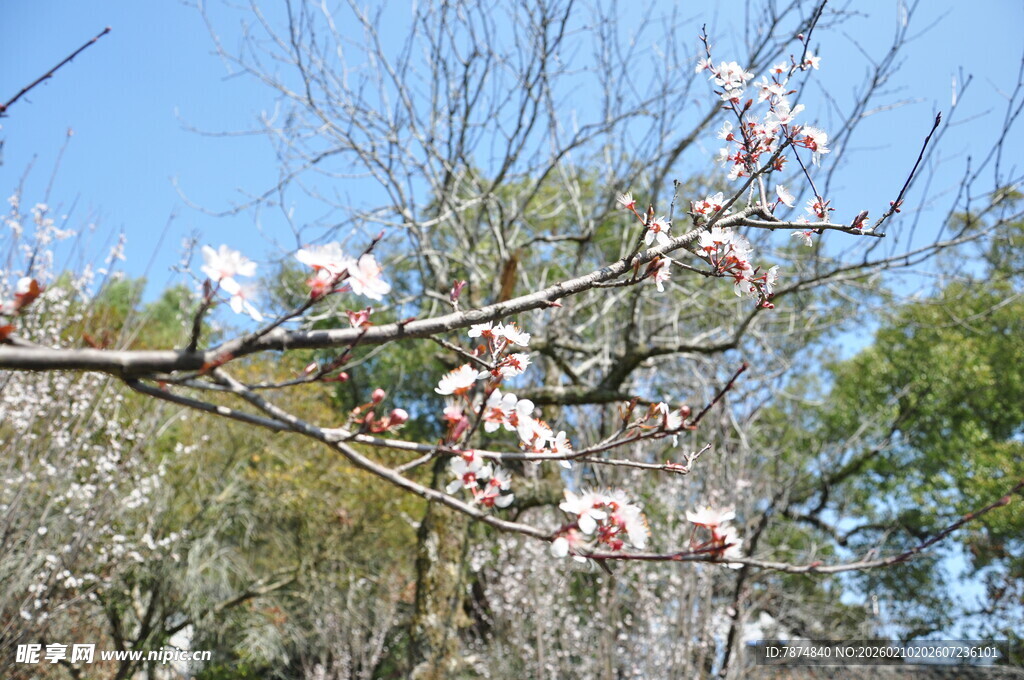 婺源枝头绽放的粉嫩花朵