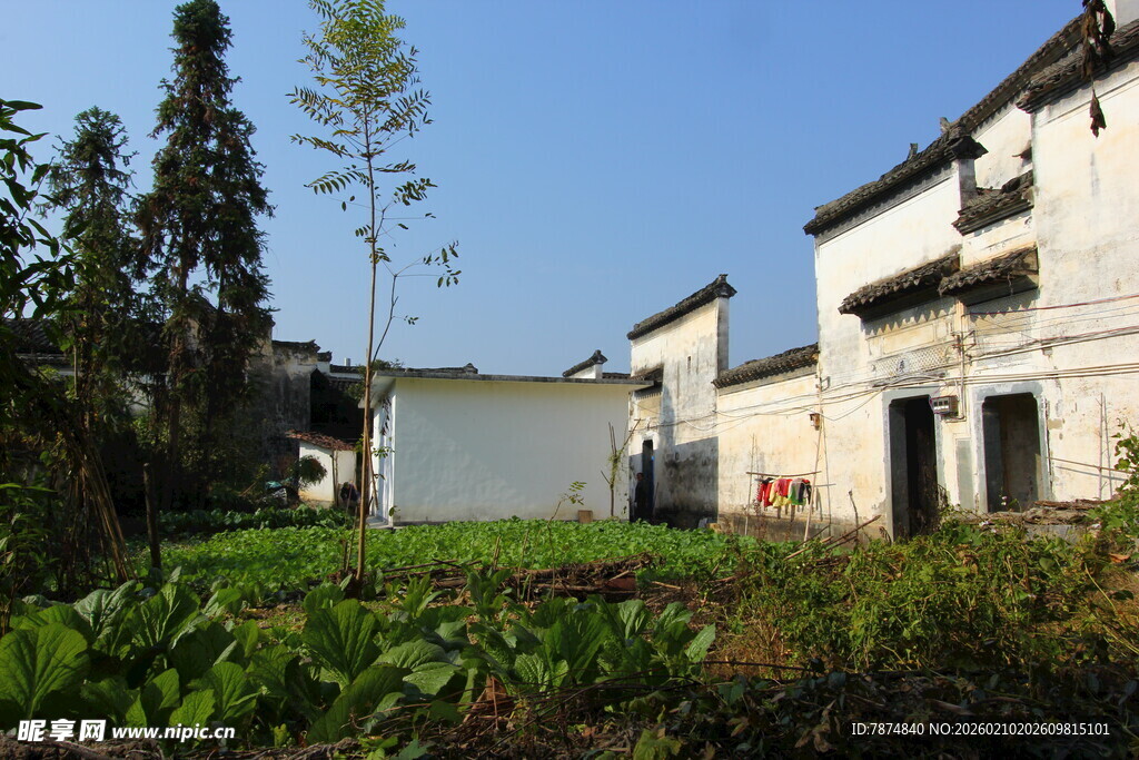 婺源乡村白墙民居与绿植景观