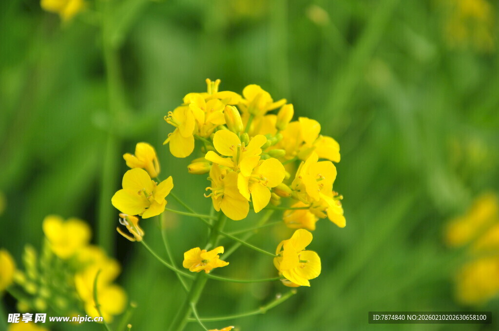 婺源绽放的黄色油菜花