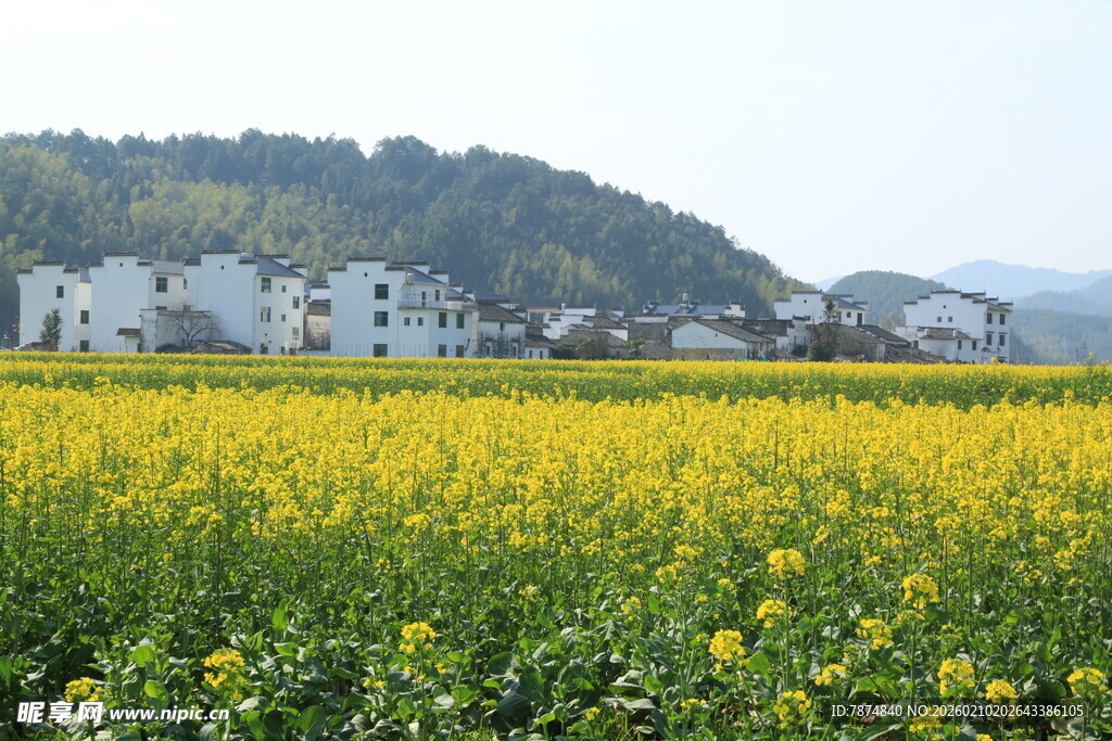 婺源春日油菜花田与远处民居