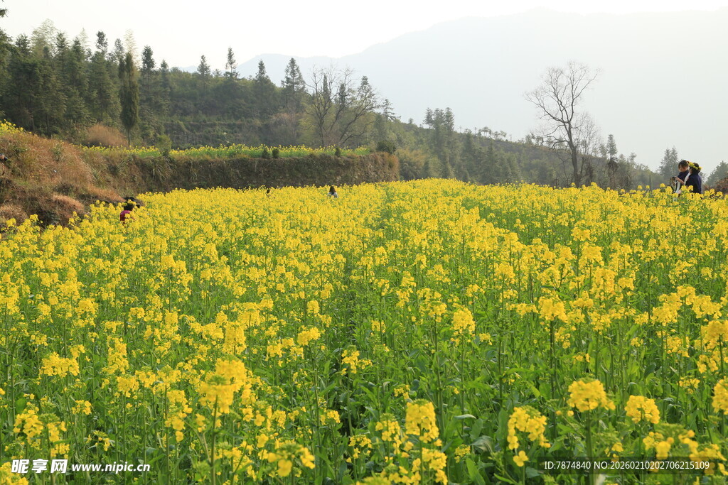 婺源金黄油菜花田的春日美景