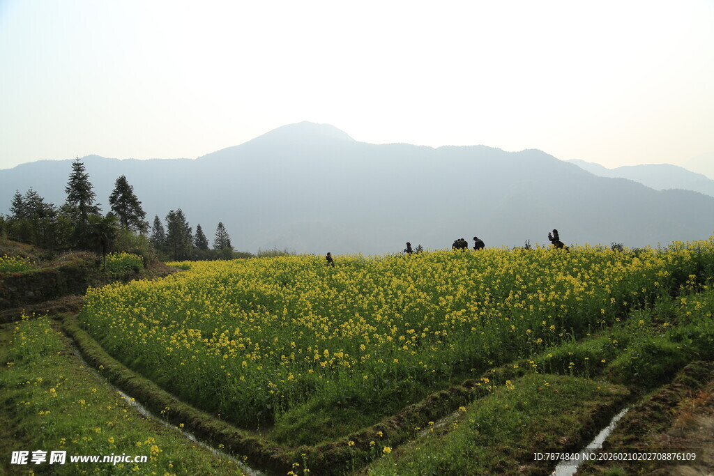 婺源山间油菜田 美景如画
