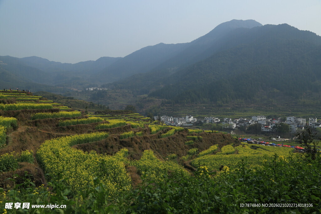 婺源山间梯田油菜花美景