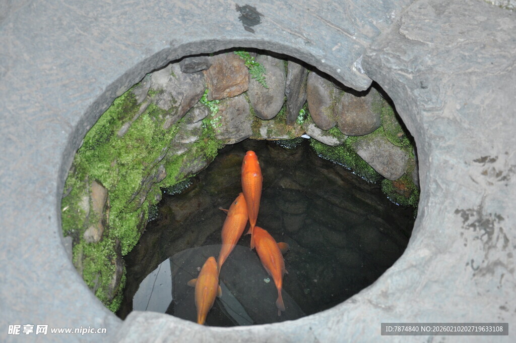 婺源圆洞中的金鱼姿态优美