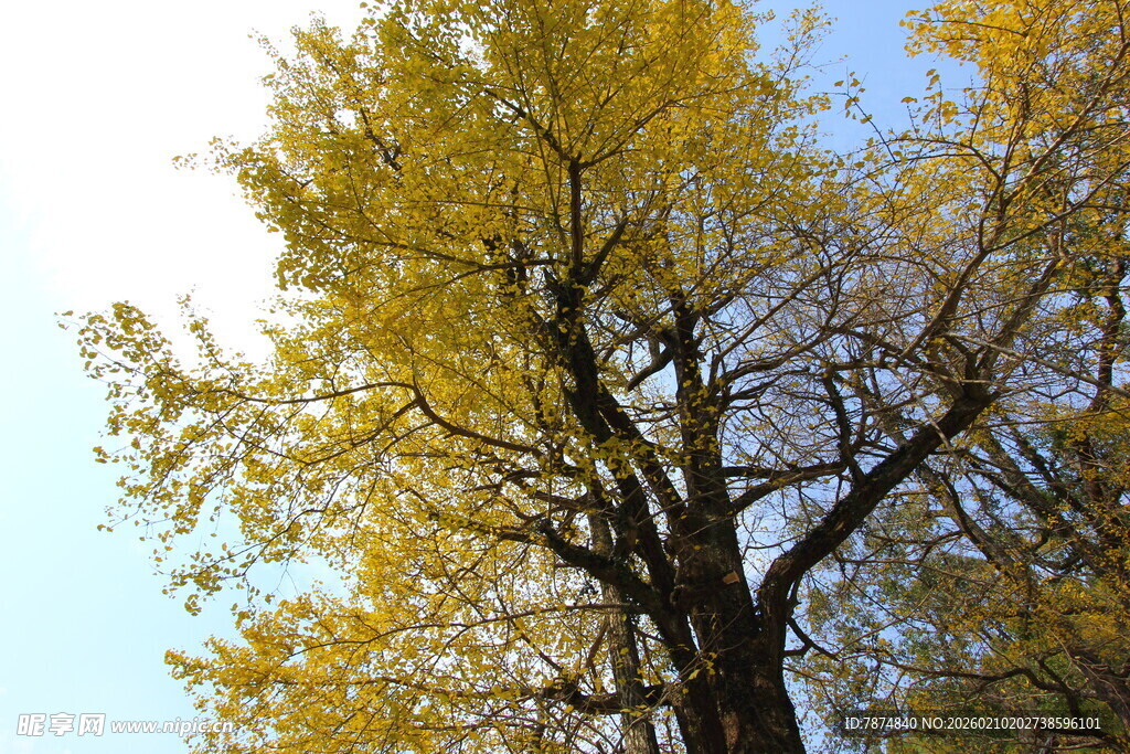 婺源秋日金黄银杏树