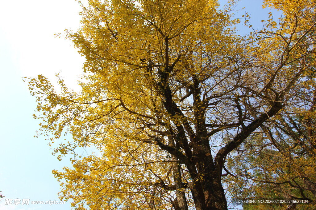 婺源秋日银杏 金黄满树