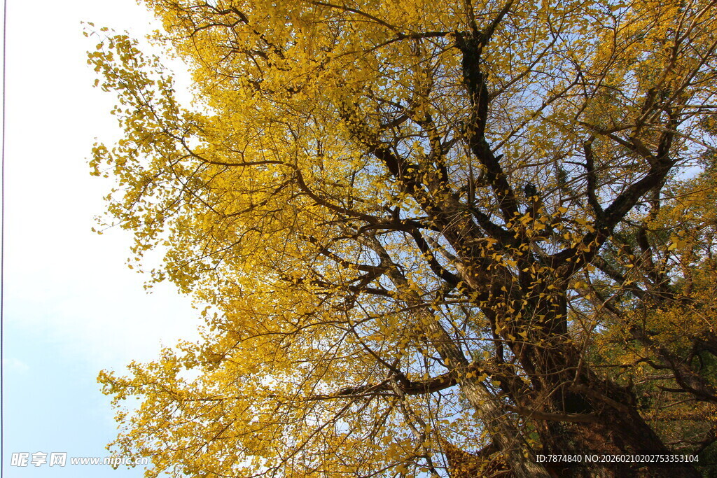 婺源金黄银杏大树仰望视角