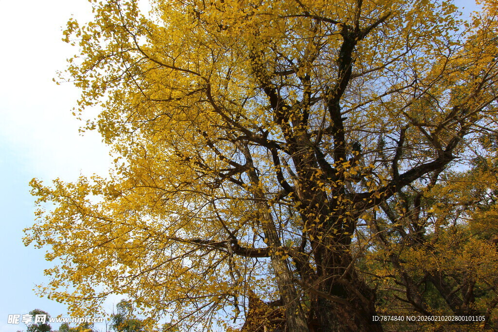 婺源金黄银杏树 尽显秋日之美