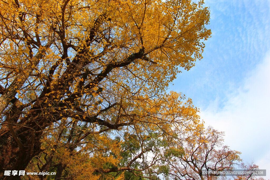 婺源秋日金黄树冠与蓝天