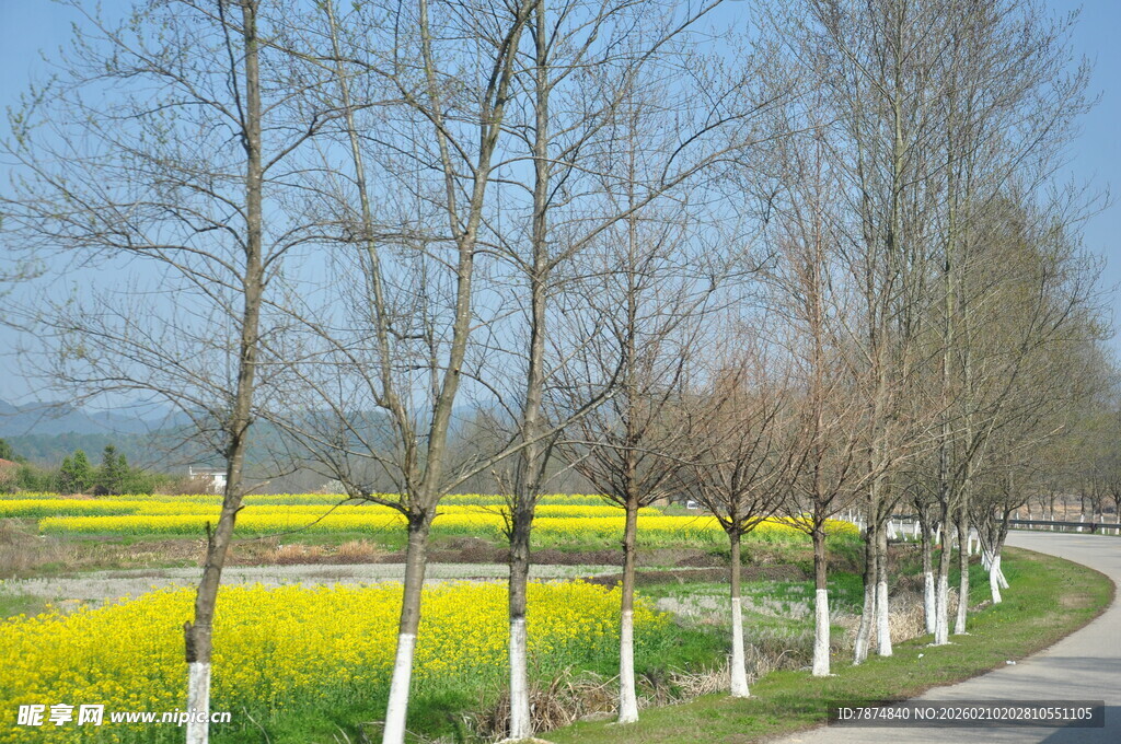 婺源春日乡间小路旁的油菜花海