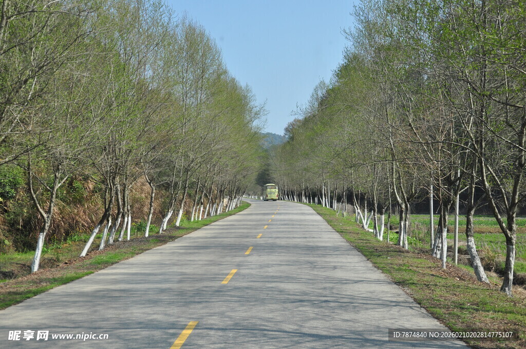 婺源林间笔直公路 绿意盎然