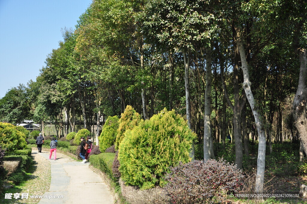 婺源林间漫步小道 绿植环绕