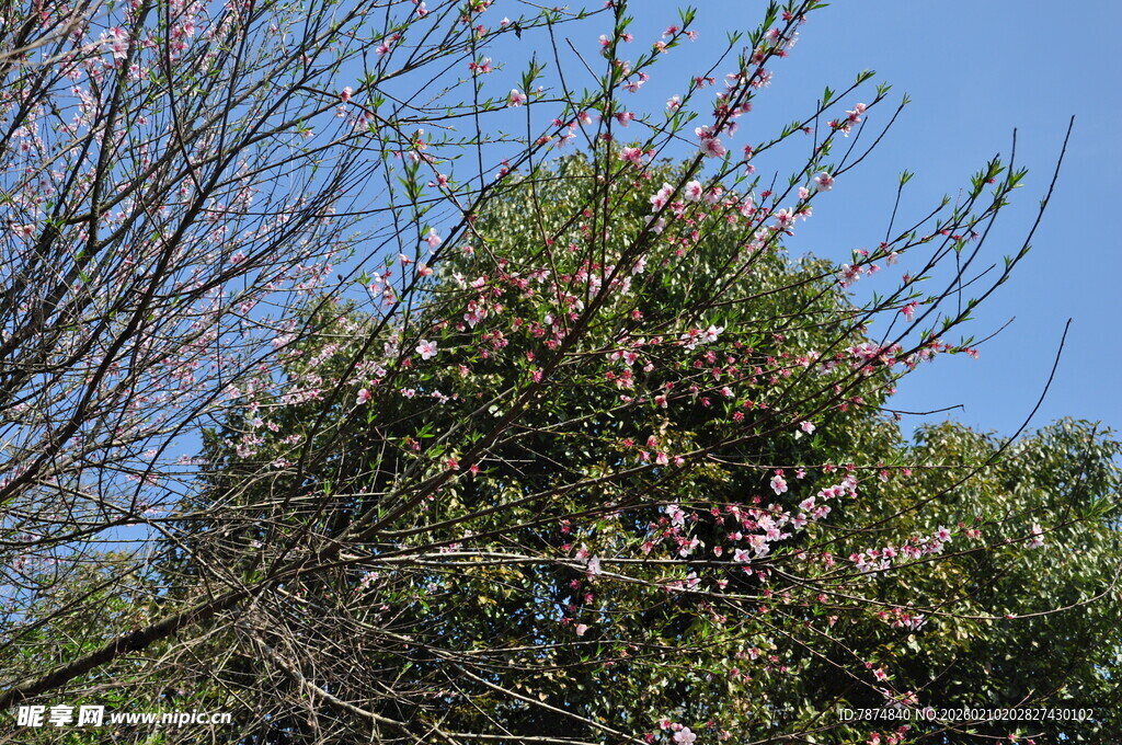 婺源枝头绽粉花 蓝天映春色