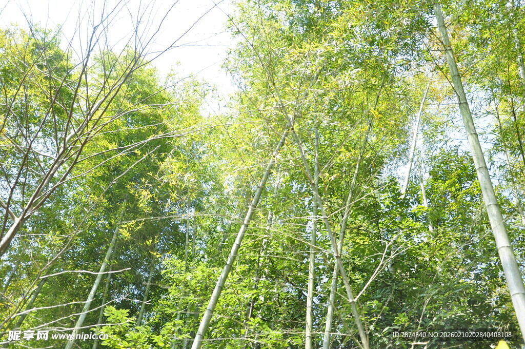 婺源茂密竹林 绿意盎然